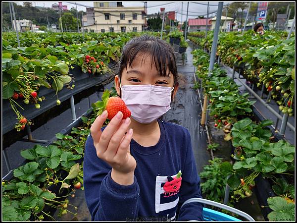 親子遊-苗栗大湖採草莓分享 @basic的生活日記 /tmp/php8YJpQy