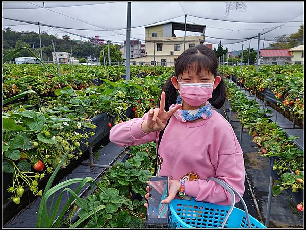 親子遊-苗栗大湖採草莓分享 @basic的生活日記 /tmp/phpknSsiL