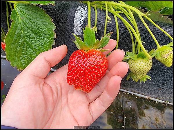 親子遊-苗栗大湖採草莓分享 @basic的生活日記 /tmp/phpTgFcIR