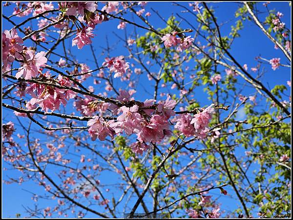 Samsung Galaxy S23 Ultra大量實拍分享( 更大的取景彈性,從照片與影片看看它的表現) @basic的生活日記 /tmp/phpoy89Q8