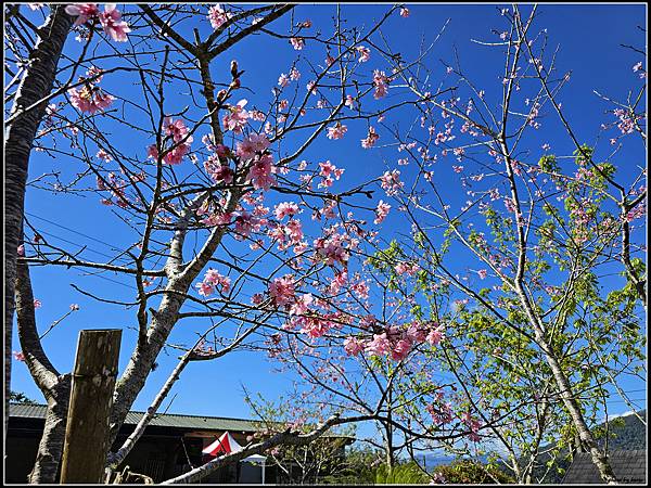 Samsung Galaxy S23 Ultra大量實拍分享( 更大的取景彈性,從照片與影片看看它的表現) @basic的生活日記 /tmp/phpeUqsPq