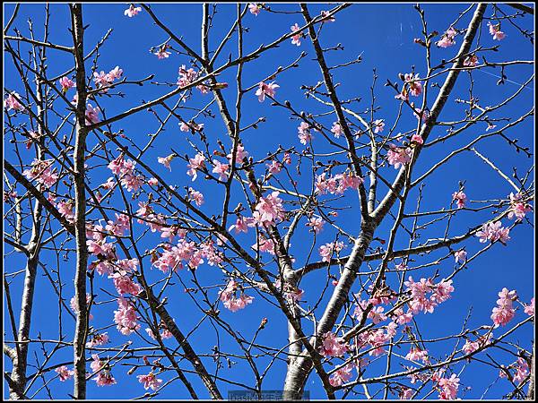 Samsung Galaxy S23 Ultra大量實拍分享( 更大的取景彈性,從照片與影片看看它的表現) @basic的生活日記 /tmp/phpwvDTve