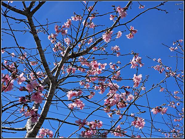 Samsung Galaxy S23 Ultra大量實拍分享( 更大的取景彈性,從照片與影片看看它的表現) @basic的生活日記 /tmp/phpnCf7yh