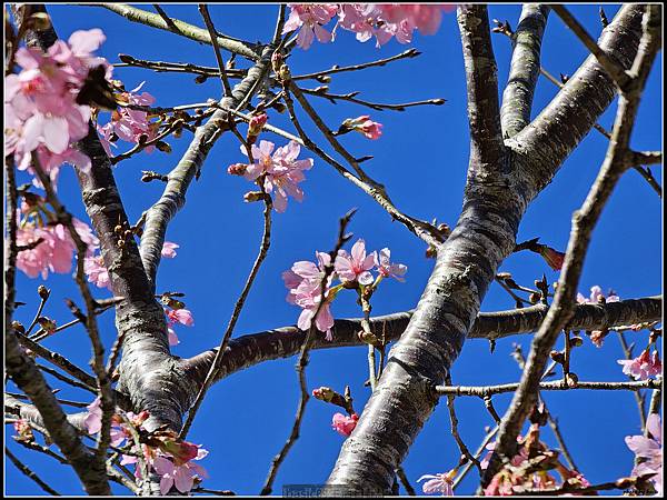 Samsung Galaxy S23 Ultra大量實拍分享( 更大的取景彈性,從照片與影片看看它的表現) @basic的生活日記 /tmp/phpPaP2hB