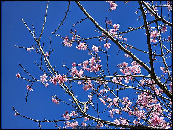 Samsung Galaxy S23 Ultra大量實拍分享( 更大的取景彈性,從照片與影片看看它的表現) @basic的生活日記 /tmp/phpCbgxnZ