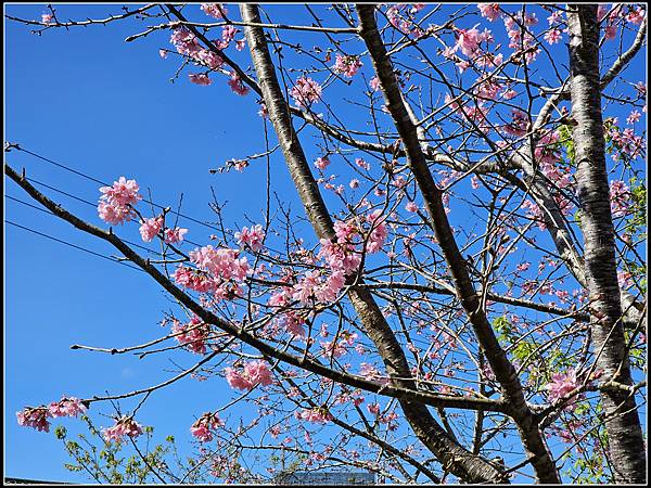 Samsung Galaxy S23 Ultra大量實拍分享( 更大的取景彈性,從照片與影片看看它的表現) @basic的生活日記 /tmp/phpHz70iT