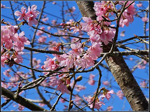 Samsung Galaxy S23 Ultra大量實拍分享( 更大的取景彈性,從照片與影片看看它的表現) @basic的生活日記 /tmp/phpMmorJz