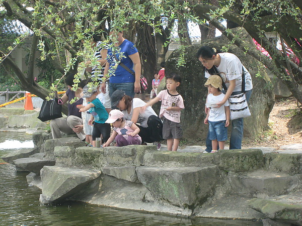 一堆媽寶一起餵魚