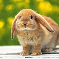 httptheblushingdreamer.blogspot.hk201309a-rabbit-friend.html.jpg