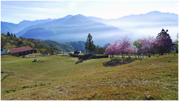 有綿羊的高山農場.jpg