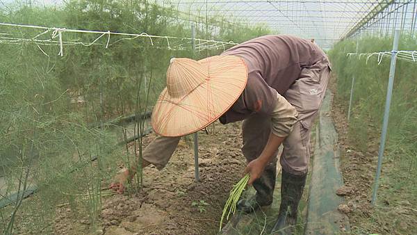 一根根冒出土面的嫩莖