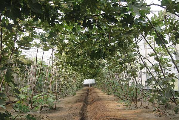 溫室裡  一棵棵被壓枝矮化的果樹交錯排列成美麗的綠色隧道