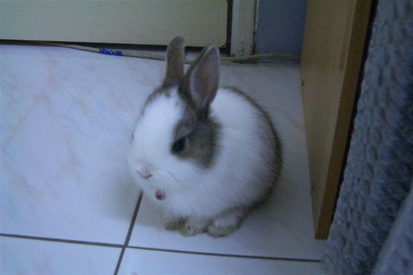 兔子1.jpg