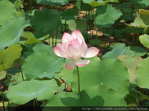 DSCF8074 DSCF8074