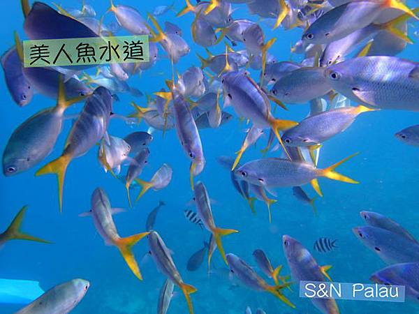 P9190649+浮水印.jpg P9190649+浮水印.jpg