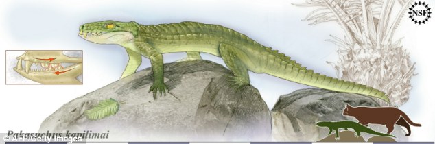貓鱷魚 2.jpg