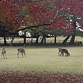 奈良公園 (137).JPG