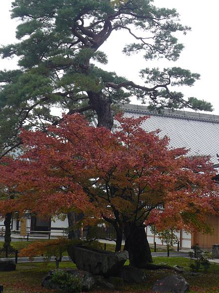 京都-金閣寺 (12).JPG