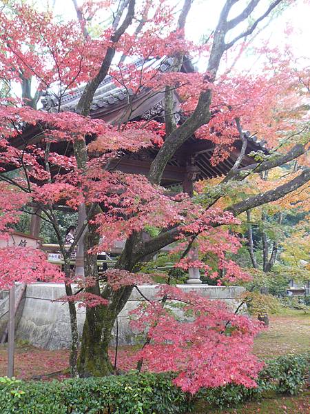 京都-金閣寺 (13).JPG