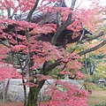京都-金閣寺 (13).JPG