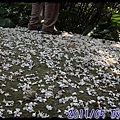 IMG_0229.jpg