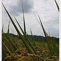IMG_2651.jpg