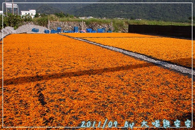 DPP_0202.jpg