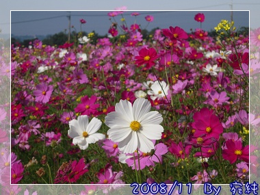 新社花海 (106).jpg