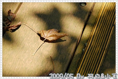 DSC_1251.jpg