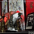 IMG_3084.jpg