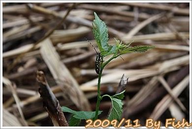 IMG_1289.jpg
