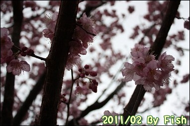 IMG_1681.jpg