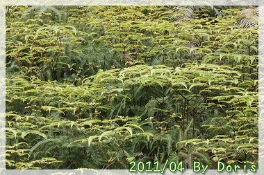 IMG_0419.jpg