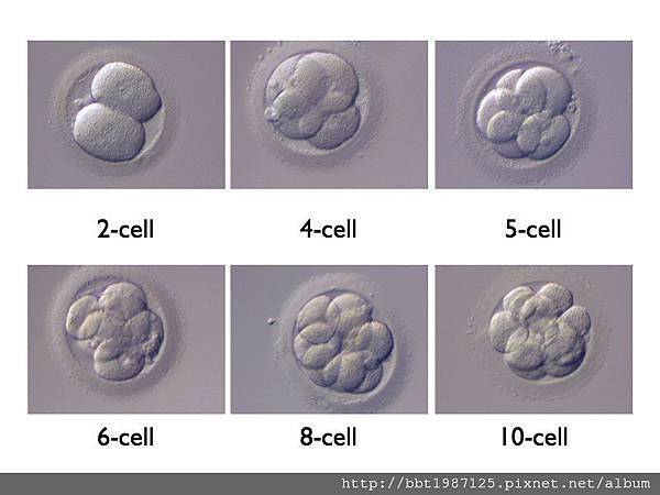 試管嬰兒受精卵著床過程