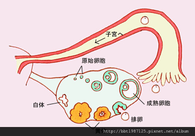 卵泡不夠大