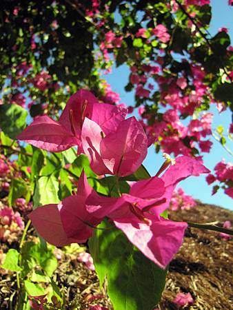 IMG_3075 IMG_3075