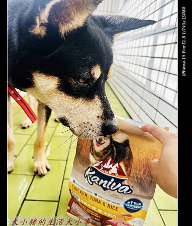 Kaniva卡咪哇寵物食品：全齡犬-雞.鮪.米配方 寵物的最