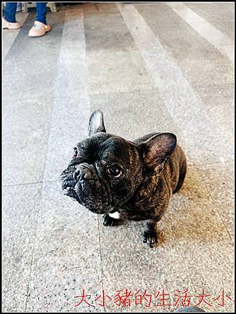 Kaniva卡咪哇全齡室內小型犬配方｜毛孩最愛的健康飼料＋手