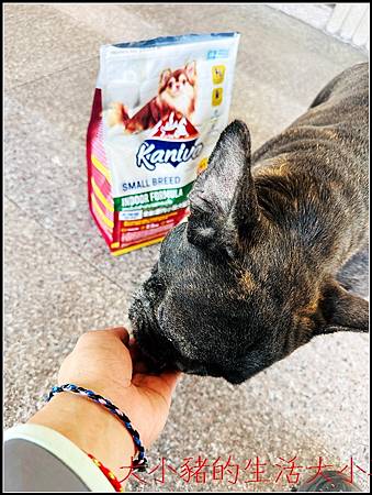 Kaniva卡咪哇全齡室內小型犬配方｜毛孩最愛的健康飼料＋手