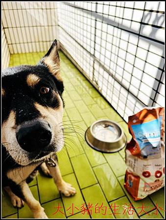 Summit10 森咪特 × Food Studio 寵湯工 Summit10 森咪特 × Food Studio 寵湯工