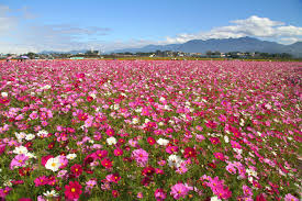 波斯菊花海