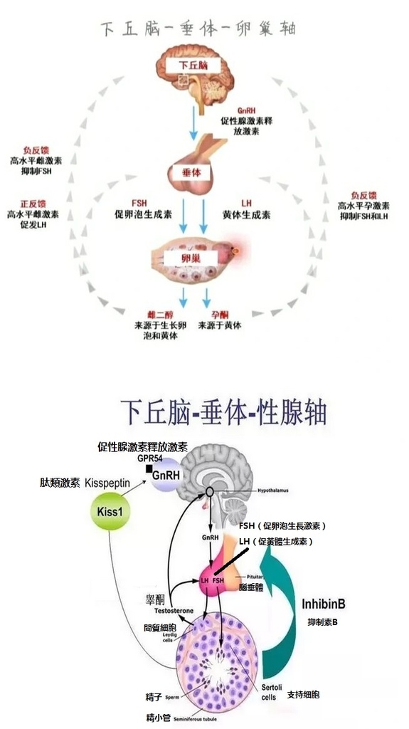 下丘腦 垂體 反饋機制圖 下丘腦 垂體 反饋機制圖