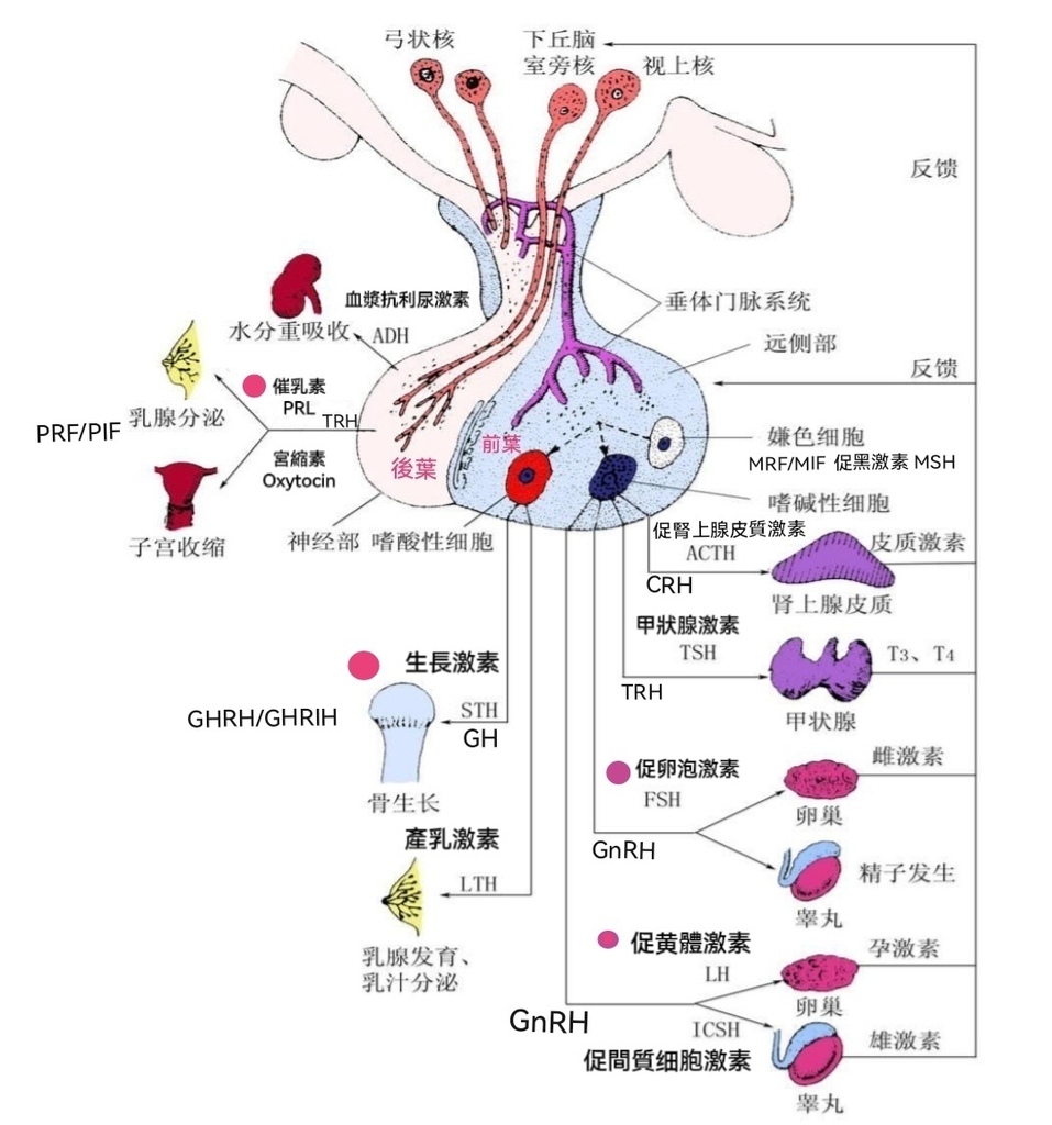 下丘腦 垂體 反饋機制圖 下丘腦 垂體 反饋機制圖