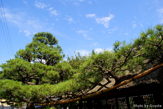 D2-3 大原三千院 (5).jpg