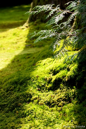 D2-3 大原三千院 (44).jpg