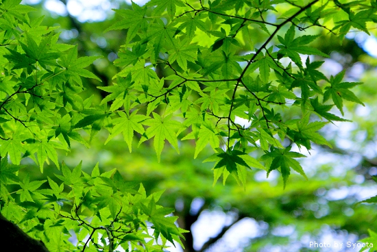 D2-3 大原三千院 (46).jpg