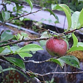 茶仔、蚱蜢~