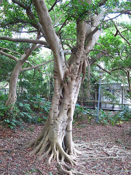 位於同歸所後方的「食樹大王」(植物纏勒現象)