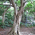 位於同歸所後方的「食樹大王」(植物纏勒現象)