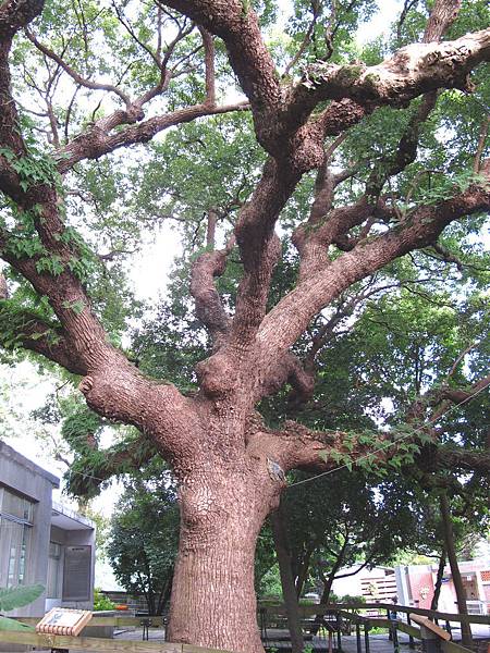 芝山公園內三百年的老樟樹，是台北市最老的樹